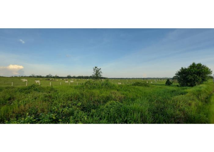 Imagem do imóvel 06 Lotes de Terras | Área de 600ha | Sítio Princesa do Sul | BR174 Esquina com Vicinal 03 | 300ha de Pasto | 02 Barracões | Depósito | Curral | 04 Açudes 06 Lotes de Terras | Área de 600ha | Sítio Princesa do Sul