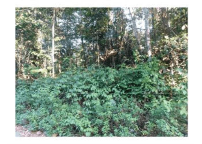 Imagem do imóvel Lote de Terras | Área de 11.233,43m² | Chácara Ventania | Estrada da Vivenda Verde | Margem do Rio Tarumã | TRT 01/2025 - Hasta Pública Unificada de Móveis e Imóveis