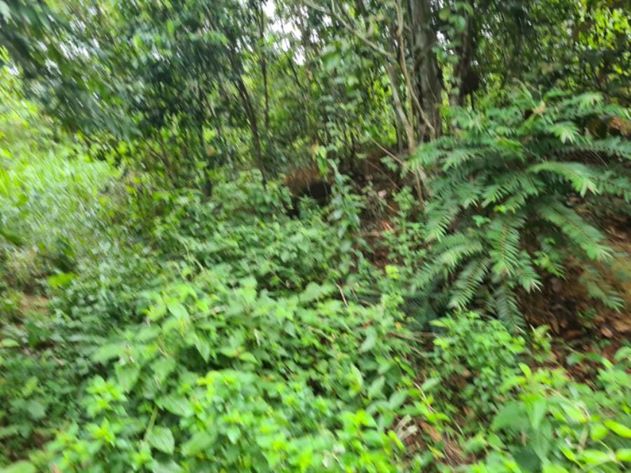 Lote de Terras | Área Total de 2.700m2 | Rua Beija Flor Vermelho | Bairro Tarumã LEILÃO DE BENS MÓVEIS E IMÓVEIS - AFEAM, localizado em Manaus - AM