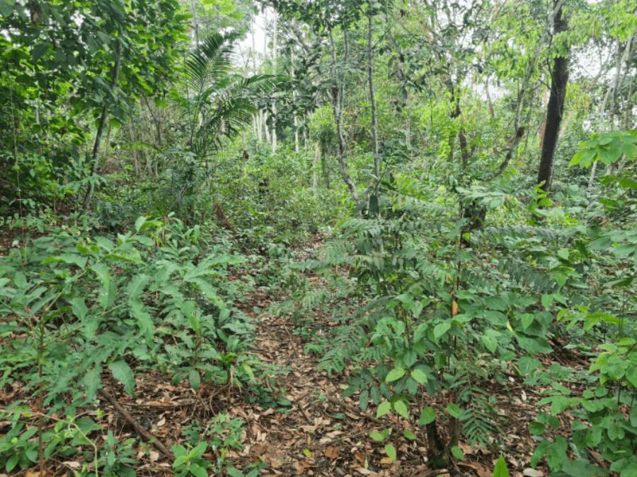 Lote de Terras | Área Total de 2.700m2 | Rua Beija Flor Vermelho | Bairro Tarumã LEILÃO DE BENS MÓVEIS E IMÓVEIS - AFEAM, localizado em Manaus - AM