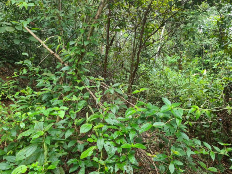 Lote de Terras | Área Total de 2.700m2 | Rua Beija Flor Vermelho | Bairro Tarumã LEILÃO DE BENS MÓVEIS E IMÓVEIS - AFEAM, localizado em Manaus - AM