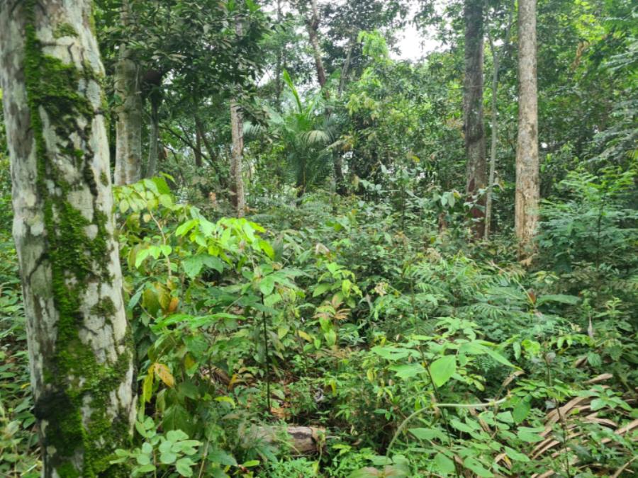 Lote de Terras | Área Total de 2.700m2 | Rua Beija Flor Vermelho | Bairro Tarumã LEILÃO DE BENS MÓVEIS E IMÓVEIS - AFEAM, localizado em Manaus - AM